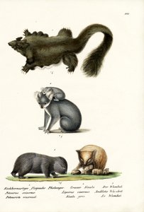 Phalanger, 1824 af Karl Joseph Brodtmann